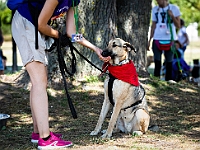 Adoptuj Warszawiaka  Wydarzenie promujące adopcję zwierząt. Organizator: Schronisko dla Bezdomnych Zwierząt "Na Paluchu". 18 sierpnia 2019, Park Raszyński w Raszynie. : park raszyński, adoptuj warszawiaka, na paluchu, schronisko dla zwierząt, centrum warszawy, raszyn